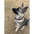 thumbnail image 4 of XSmall 9''- 13'' Dog Puppy Collar Genuine Cow Leather Padded Canine  60146, 4 of 5