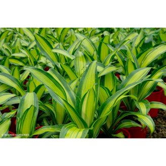 Giganta Dragon Tree-Bushy Variety-Air Purifying 10" Pot - Walmart.com