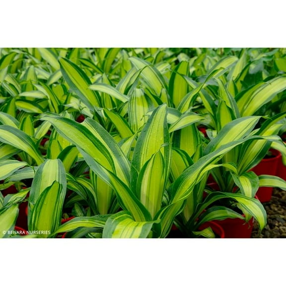 Marley Dragon Tree-Dracaena fragrans for Indoor Spaces  10" Pot