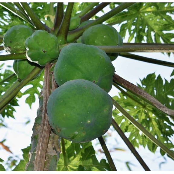Discount Hawaiian Gifts 1 pack Papaya Fruit Plant Plant Seeds, Easy to Grow