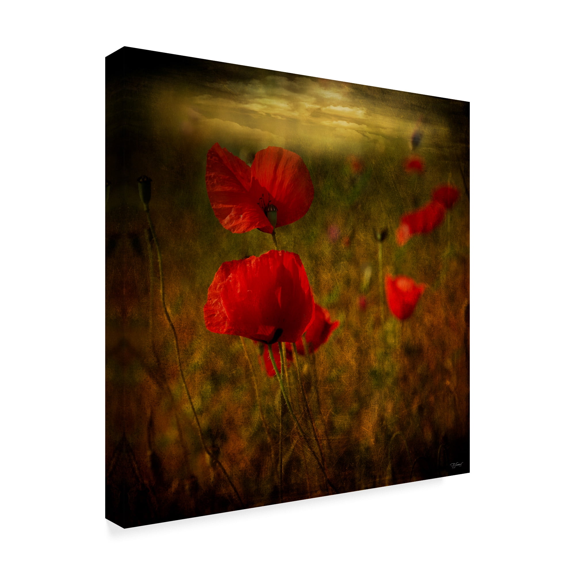 Trademark Fine Art 'Fields Of Red Ii' Canvas Art by Barbara Simmons