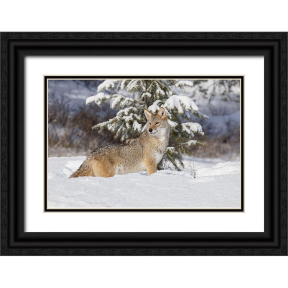 Jones, Adam 32x23 Black Ornate Wood Framed with Double Matting Museum Art Print Titled - Coyote in deep winter snow-Canis latrans-controlled situation-Montana
