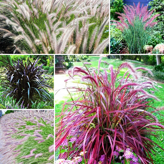 2 Ornamental Grass Plants - Mix Fountain Grasses Live Plants Perennial - 5-9 Inc Tall - Live Grass Seedlings Indoor Outdoor
