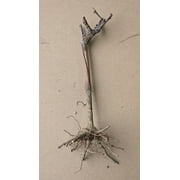 5 Concord Grape Vines, Bareroot