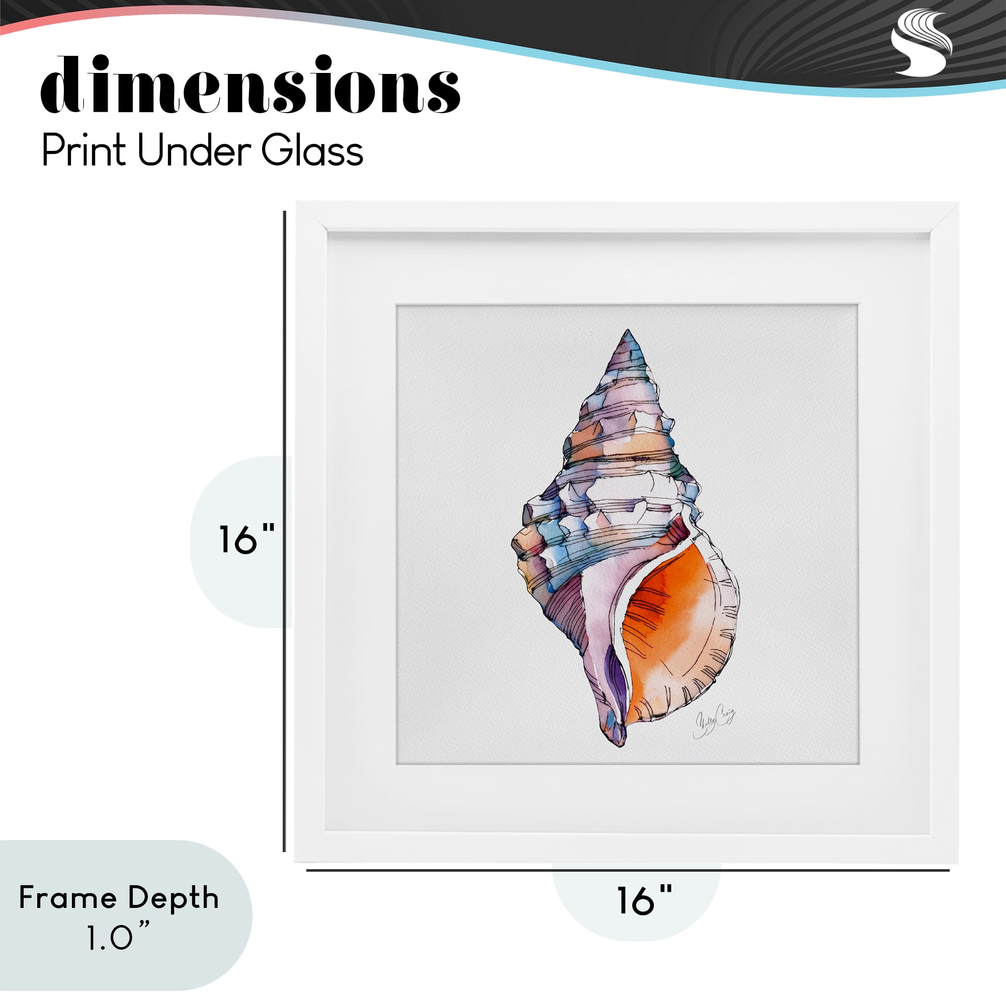 Stupell Industries Sunrise Conch Shell White Framed Print Under Glass, design by Shelly Craig