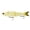 Bone Pearl, variant on 6th Sense – The Draw – Glide Bait – Bass Fishing – Designed with Pro AnglerBen Milliken
