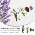 thumbnail image 3 of 1 Set Mantis Life Cycle Figure Insect Life Cycle Figure Early Education Prop, 3 of 7