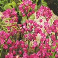 thumbnail image 2 of Ostrowskianum Allium Flower Bulbs Jumbo Pack - 100 Bulbs per Pack - Attracts Butterflies and Hummingbirds - Deer Resistant - Good as Cut Flowers - Perennializing - Easy to Grow Live Plants, 2 of 7