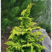 Golden Fernleaf Hinoki False Cypress - Live Plant - ( 1 PT ) - Evergreen