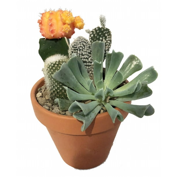 Cactus Succulent Sun Catcher Garden 4 Clay Pot Walmart Com Walmart Com
