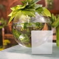 thumbnail image 4 of TABLZONE Rectangular Fish Observation Box 1Pcs for Aquarium Fish Breeding Clear Acrylic, 4 of 8