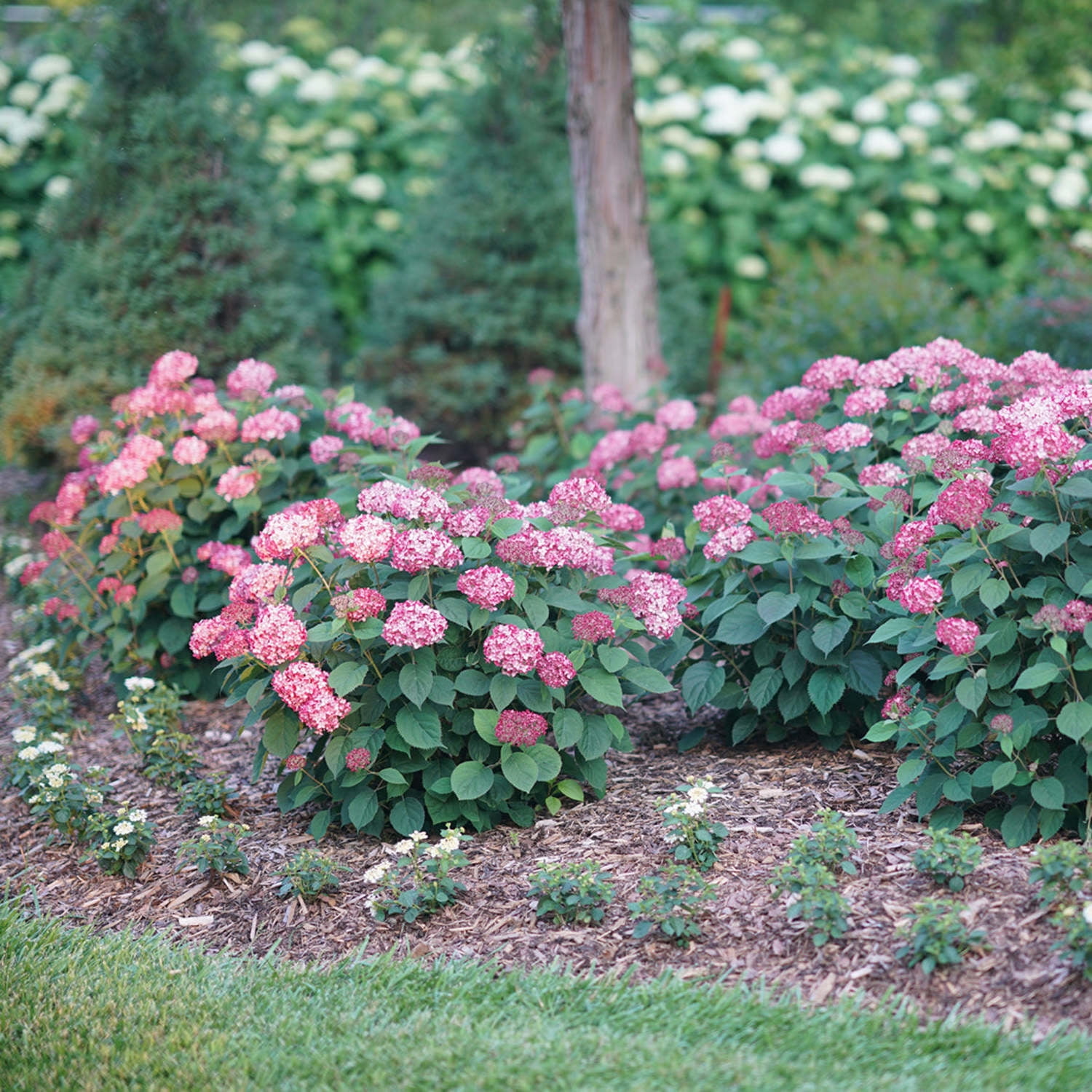 Proven Winners ColorChoice 6" Red Invincibelle Ruby Smooth Hydrangea Live Plant in 7.5" Pot