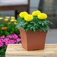 thumbnail image 4 of Expert Gardener 1gal Yellow Marigold Live Annual Plant Decorative Pot Sun, 4 of 6