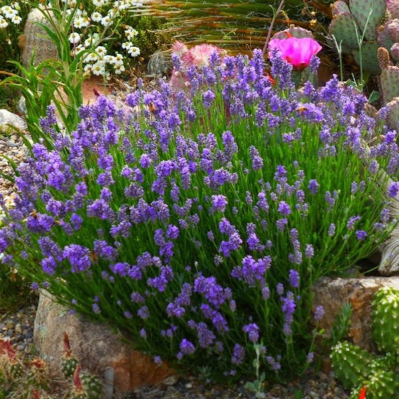 100 Dwarf Lavender-Little Lady Seeds Perennial Non- Mix for Garden Blooms
