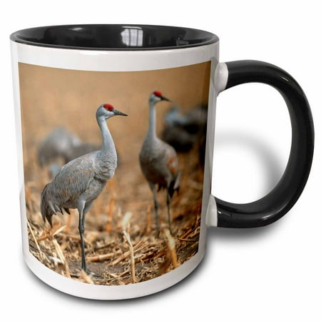 Nebraska Sandhill Crane - 3dRose Sandhill Cranes, Grus canadensis, in corn field near Kearney, Nebraska - Two Tone Black Mug, 11-ounce