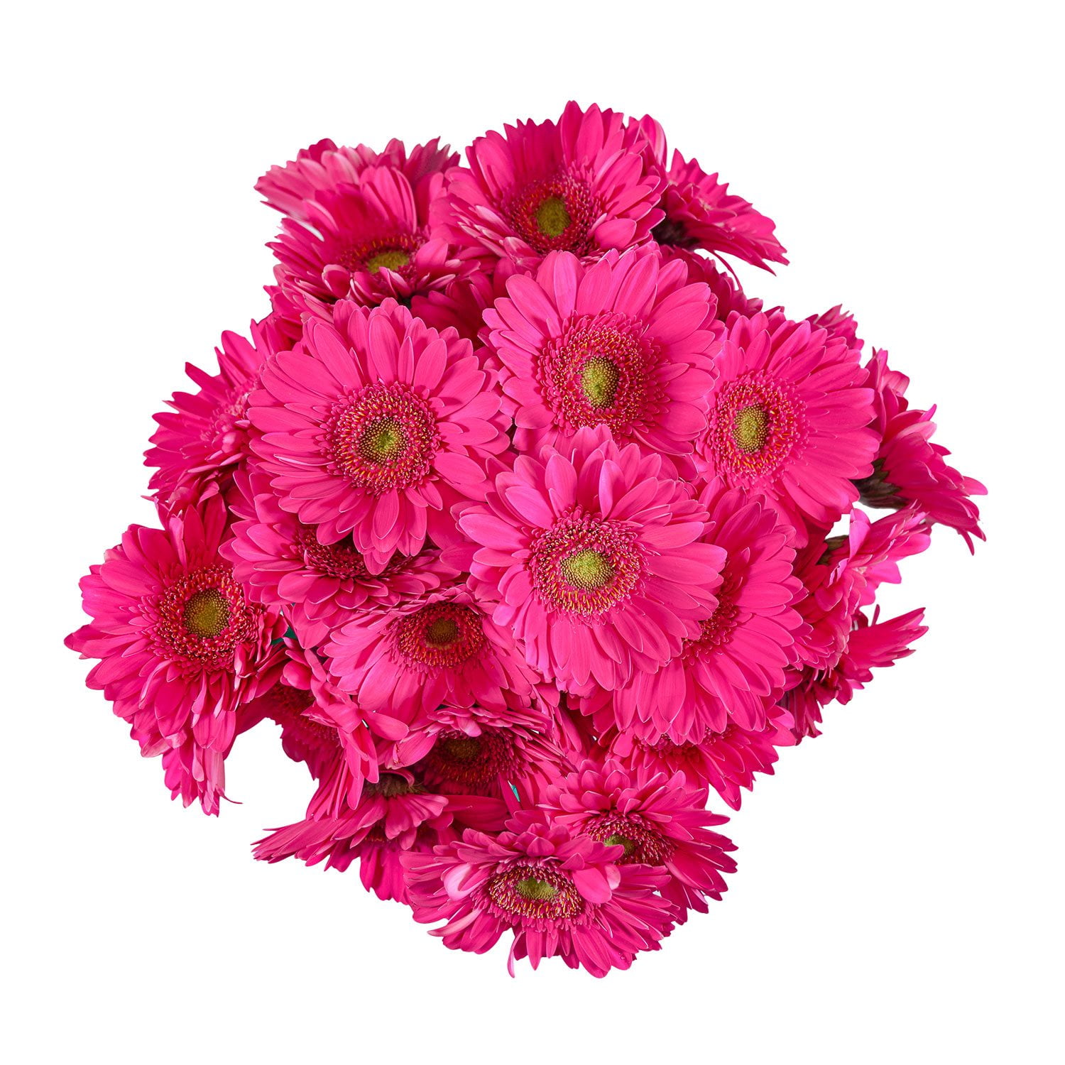 Pompomさん Pompon Painted Sand (60 Stems) - Samsclub.com