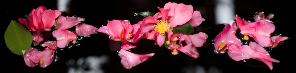 Close-up Of Pink Fl