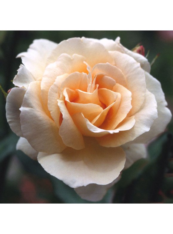 Rose Bushes in Garden Bushes