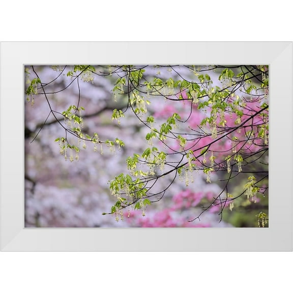 Jones, Adam 14x11 White Modern Wood Framed Museum Art Print Titled - Red maple with whirlybird seeds-Kentucky