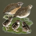 thumbnail image 3 of CafePress - Coturnix Quail Family Dark T Shirt - Men's Classic Graphic Cotton T-Shirt, 3 of 4