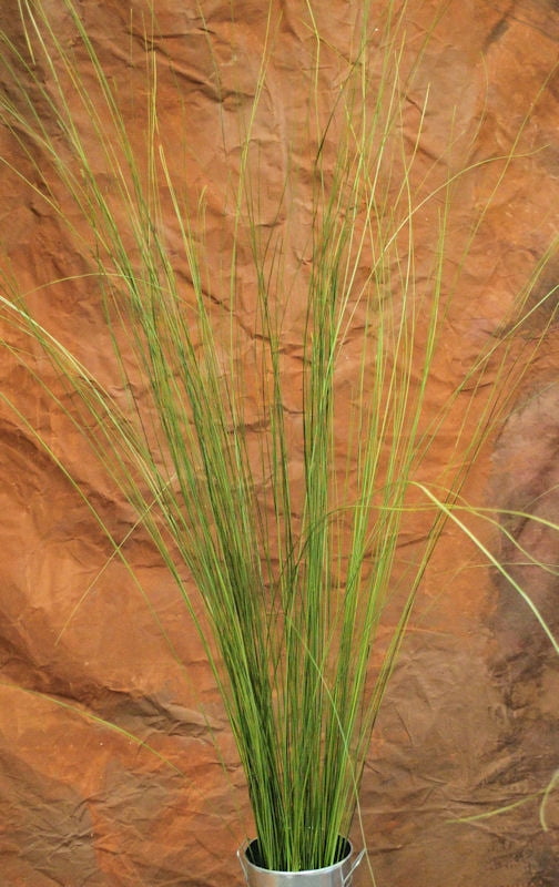 Ornamental Fountain Grass Dried Fountain Grasses 12 oz Single