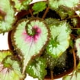 thumbnail image 4 of Harmony Foliage Begonia Rex Harmony's Tasmanian Devil 6 inch Pink Spiral, 4 of 7