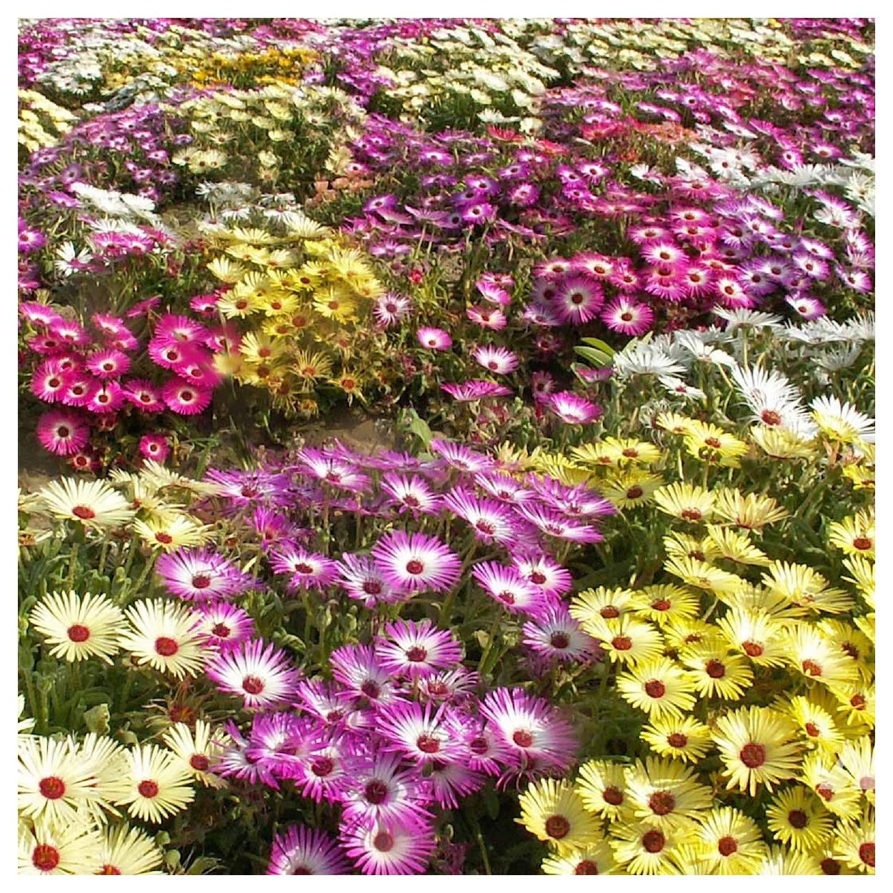 Everwilde Farms - 1 lb Mixed Ice Plant Garden Flower Seeds - Gold Vault Bulk Seed Packet