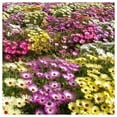thumbnail image 2 of Everwilde Farms - 1 lb Mixed Ice Plant Garden Flower Seeds - Gold Vault Bulk Seed Packet, 2 of 4