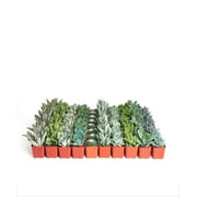 Home Botanicals Blue/Green Collection Succulent (Collection of 40)
