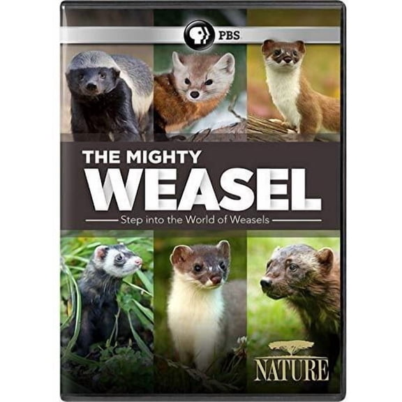 NATURE: The Mighty Weasel