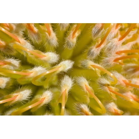 Close-Up Top View Red Pin Cushion Protea Blossom Or Leucospermum Texture Detail Canvas Art - Ron Dahlquist Design Pics (17 x 11)