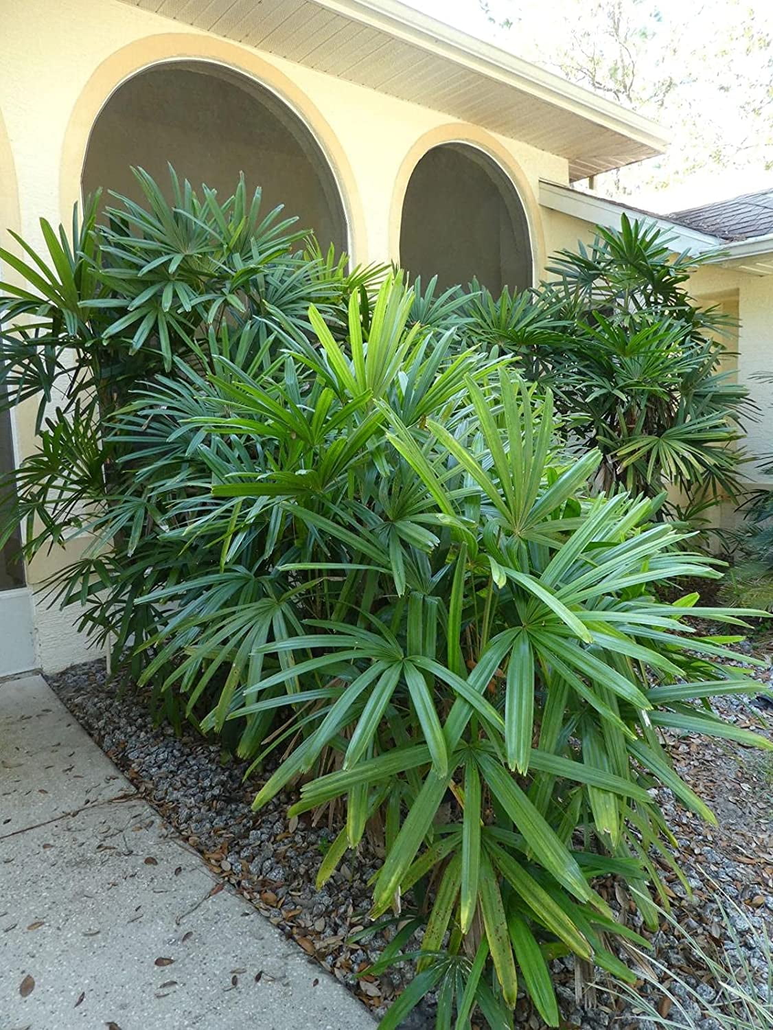 Lady Palm - 5 Live Plants in 6 Inch Growers Pots - Rhapis Excelsa - Beautiful Clean Air Indoor Outdoor Houseplant