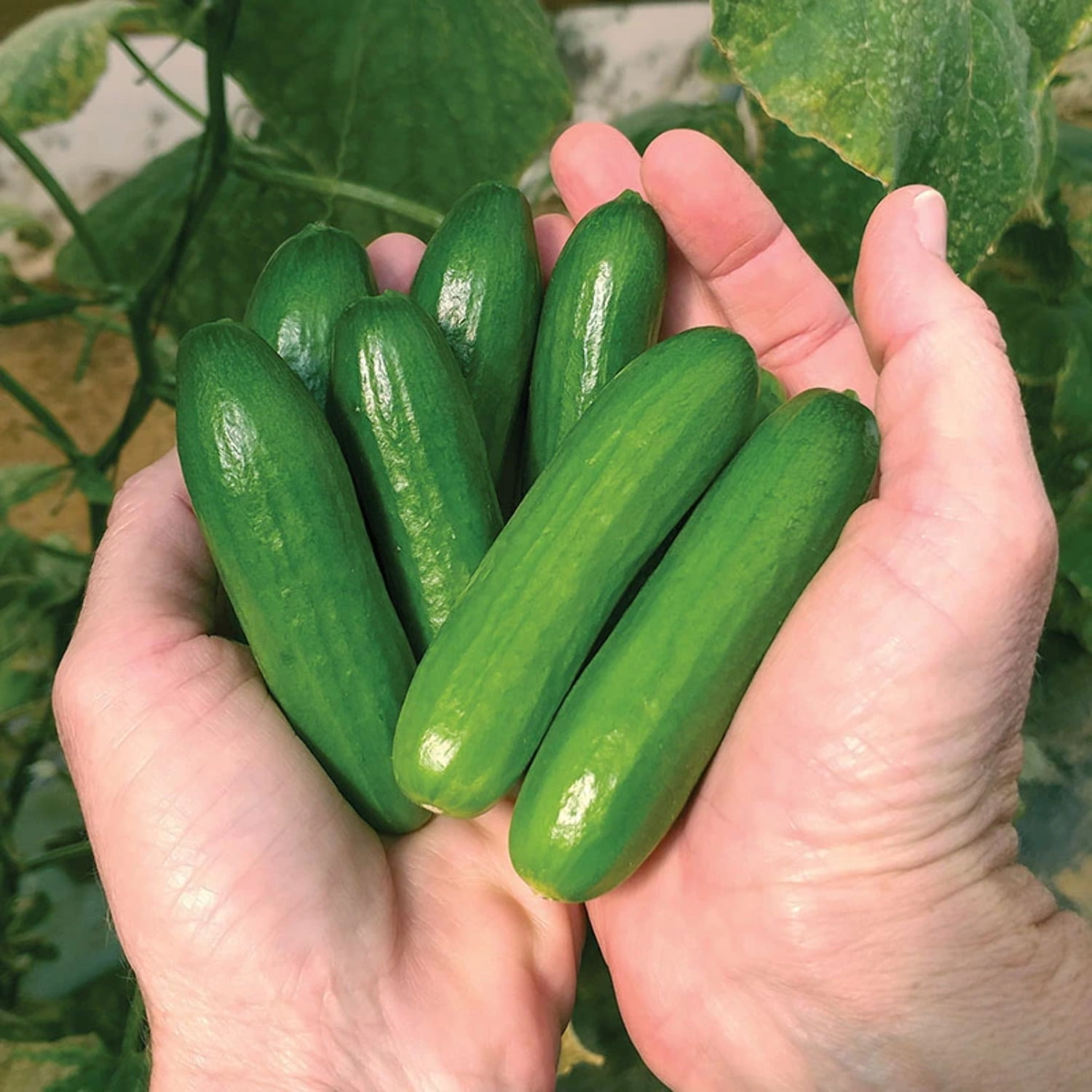 Productive Crispy Rare Heirloom Cucumber ''Beth Alpha'' ~60 Top Quality Seeds 