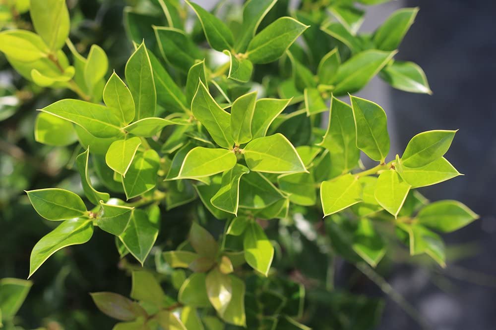 1 Gal. Needlepoint Holly Great Evergreen Privacy Hedge Attracts