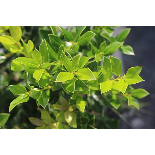 1 Gal. Needlepoint Holly Great Evergreen Privacy Hedge