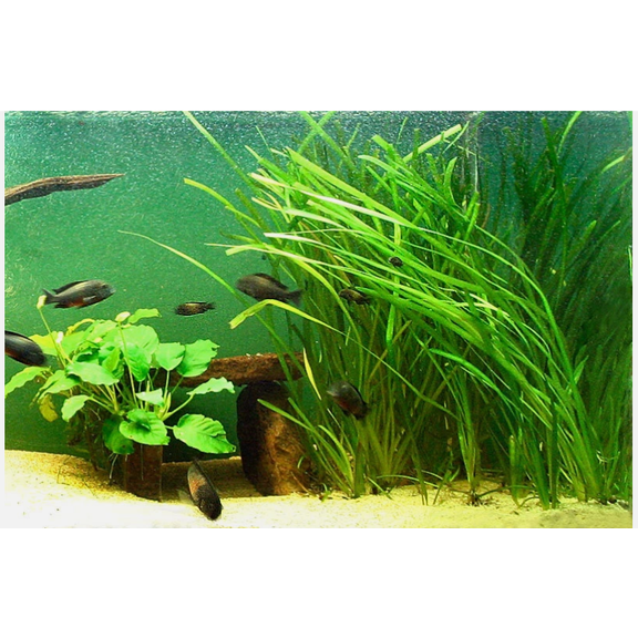 15 Jungle Vallisneria Live Aquarium Plants – Freshwater Easy Background Plants