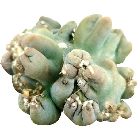 Cereus Ming Thing - Cereus Forbesii Monstrose - Unique Shaped Succulent Plant (2 inch)