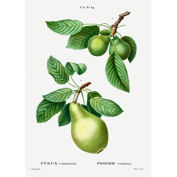 Botanical Plant Print - Pear, Pyrus communis by Pierre Joseph Redoute - 12" x 18" Art Print Wall Decor