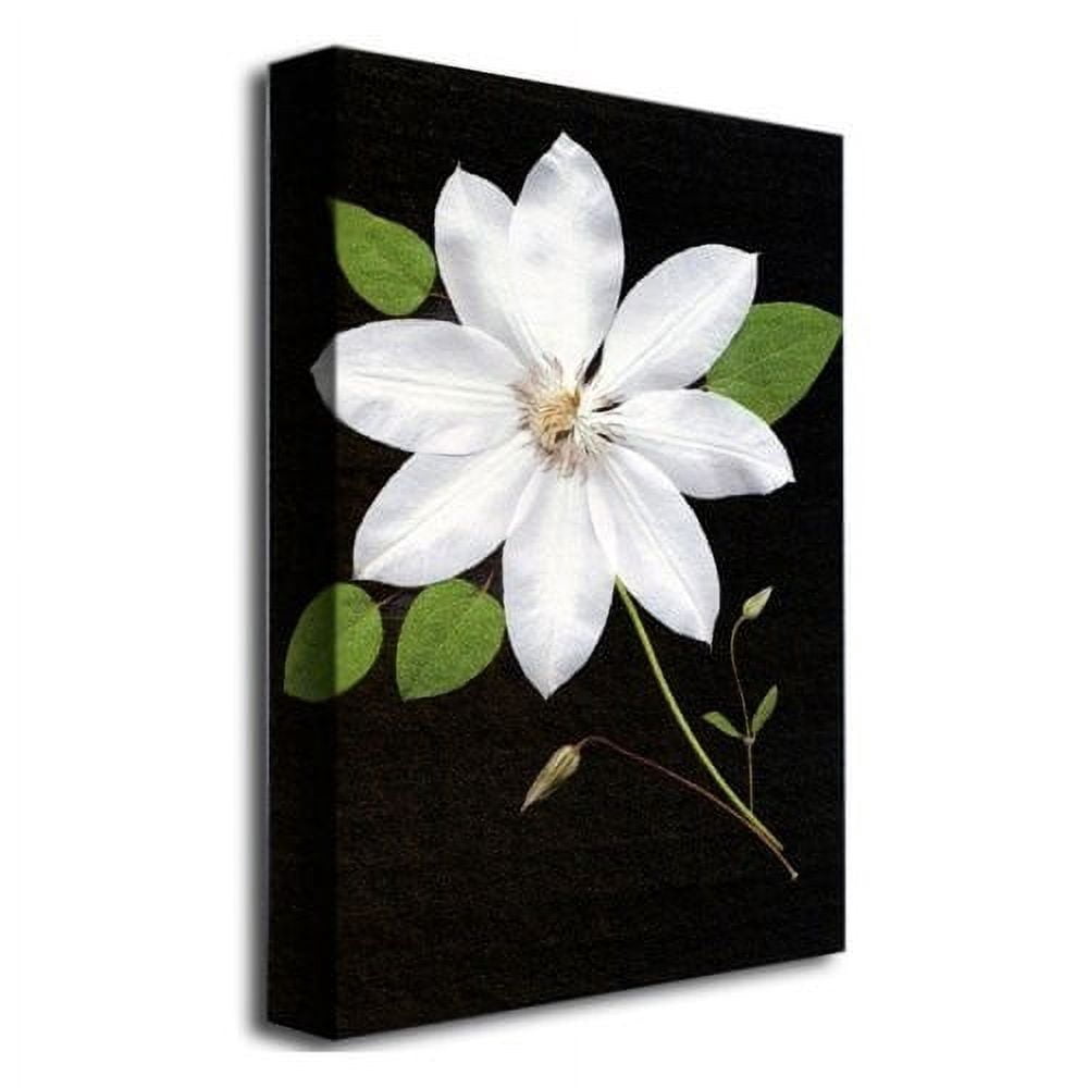 Trademark Fine Art "Star" Canvas Art by Kathie McCurdy
