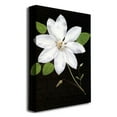 thumbnail image 2 of Trademark Fine Art "Star" Canvas Art by Kathie McCurdy, 2 of 2