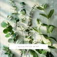 thumbnail image 3 of Cartucho de fragancia ScentAir Monthly para Whisper Home, 3 of 8
