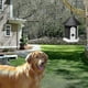 thumbnail image 5 of Ultrasonic Anti Bark Dog Control Outdoor Trainer Bark Stop Outdoor Trainer Anti Bark Dog Waterproof Device G, 5 of 5
