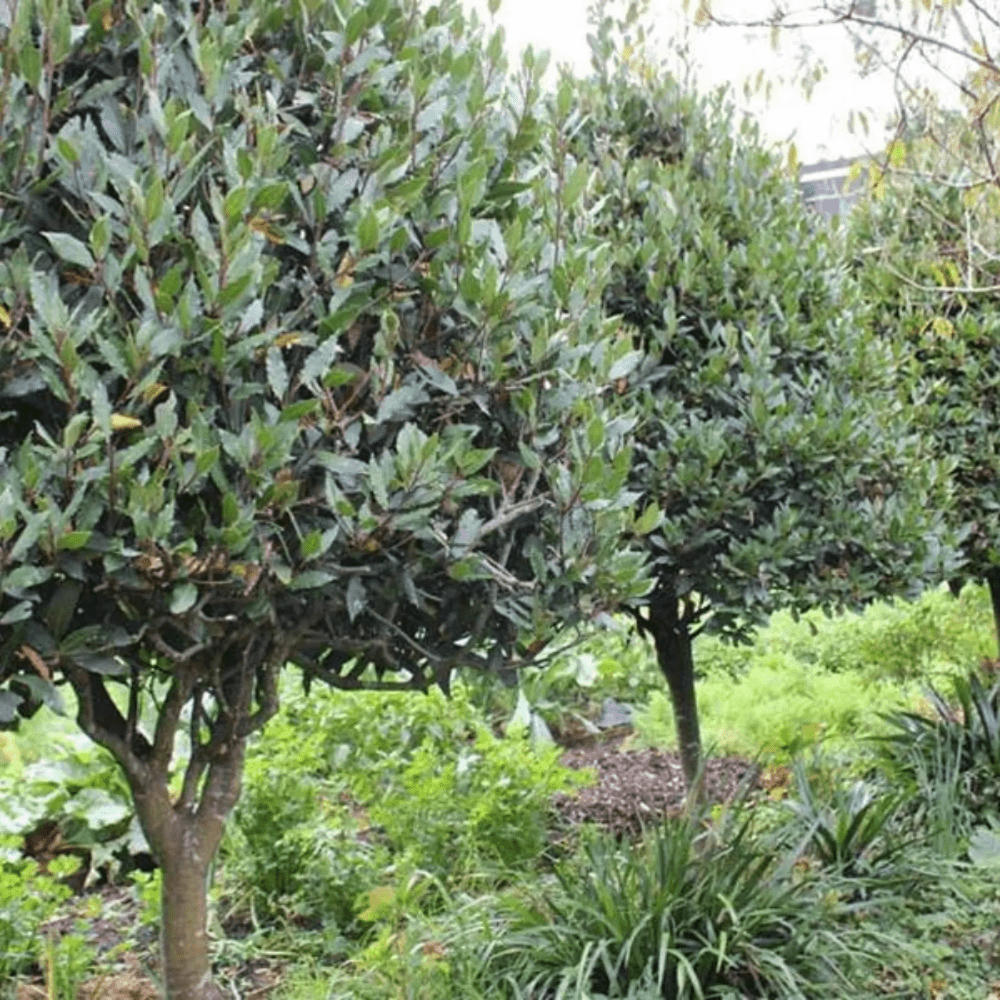 Bay Leaf Laurel Tree in Pot, 8-10'' Tall, Bay Laurus Nobilis Plant Live, Bay Leaf Laurel Live Plant, Fragrant Tree