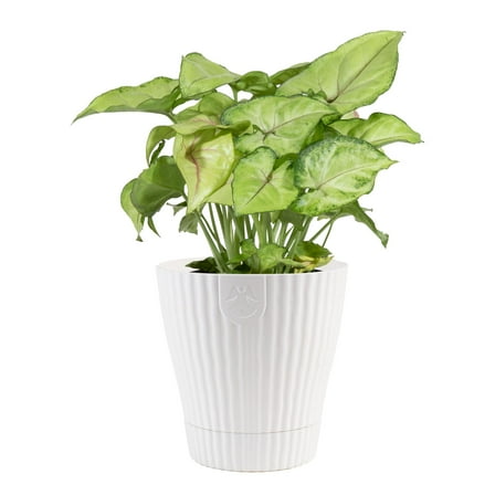 Exotic Angel by Costa Farms 4" Foliage Colorama Assorted House Plant in 4.4" Decor Pot