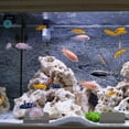 thumbnail image 4 of VERDANVERSE 10Ud Base Para Cultivo De Coral Frag Soporte Cerámico Para Acuario Y, 4 of 6