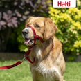 thumbnail image 4 of Halti Headcollar, Red, Size 3, 4 of 7