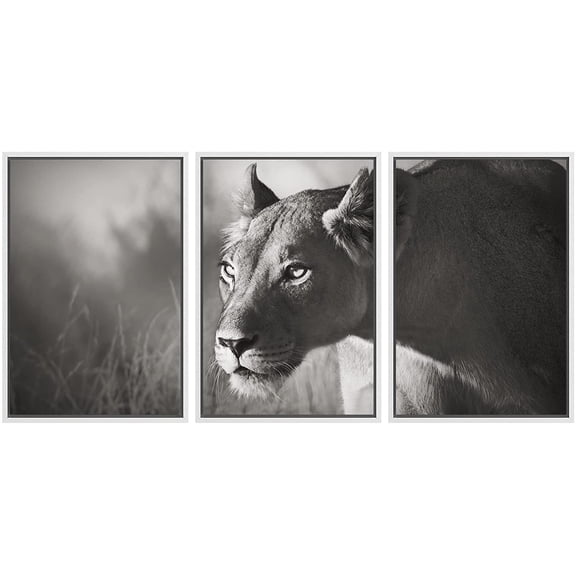 wall26 - 3 Piece Framed Canvas Wall Art - Lioness Stalking - Kalahari Desert Artistic Processing - Modern Home Art Stretched and Framed Ready to Hang - 24"x36"x3 WHITE