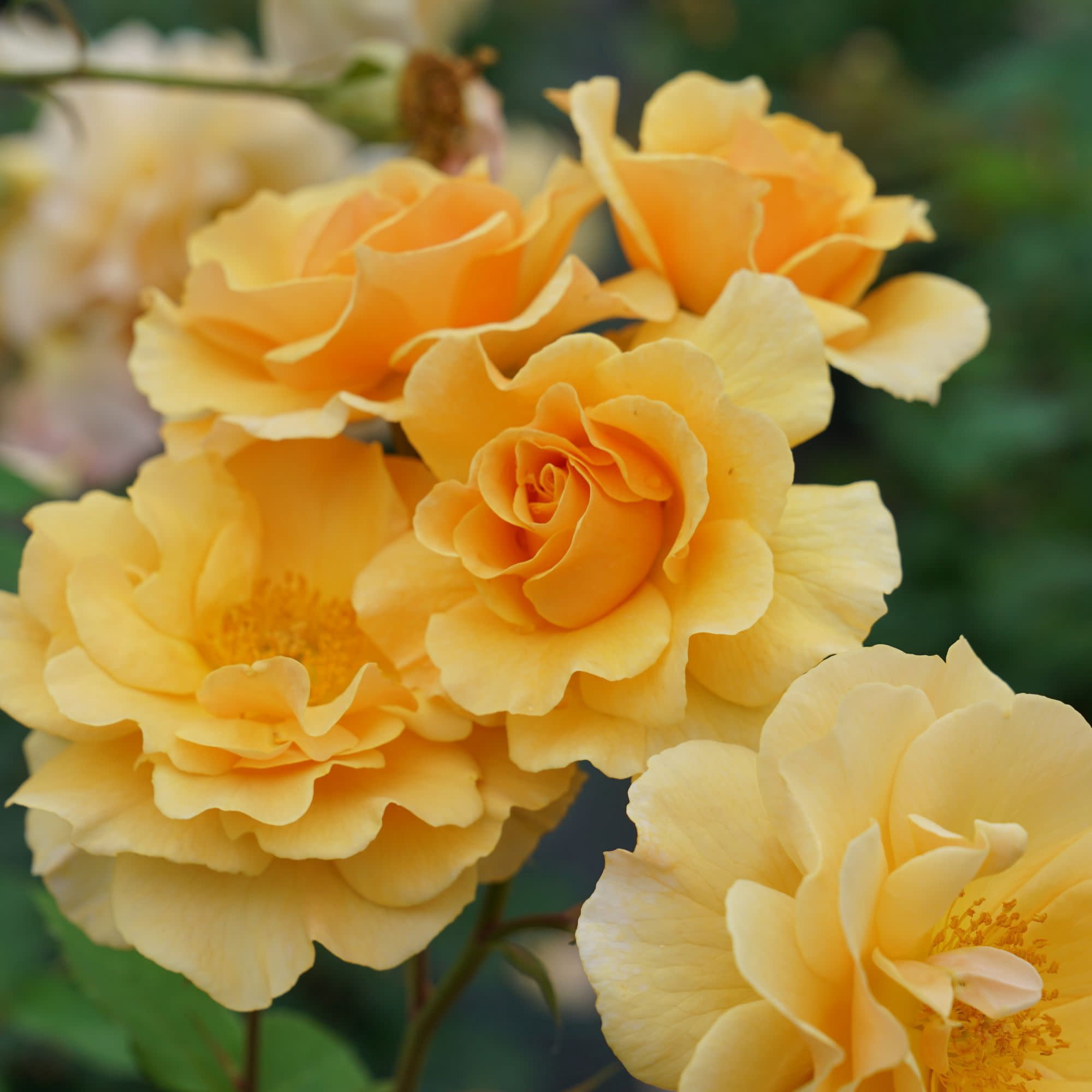 Proven Winners ColorChoice 5" Orange Rise Up Amberness Rose Live Plant in 4.5" Pot (4 Count)