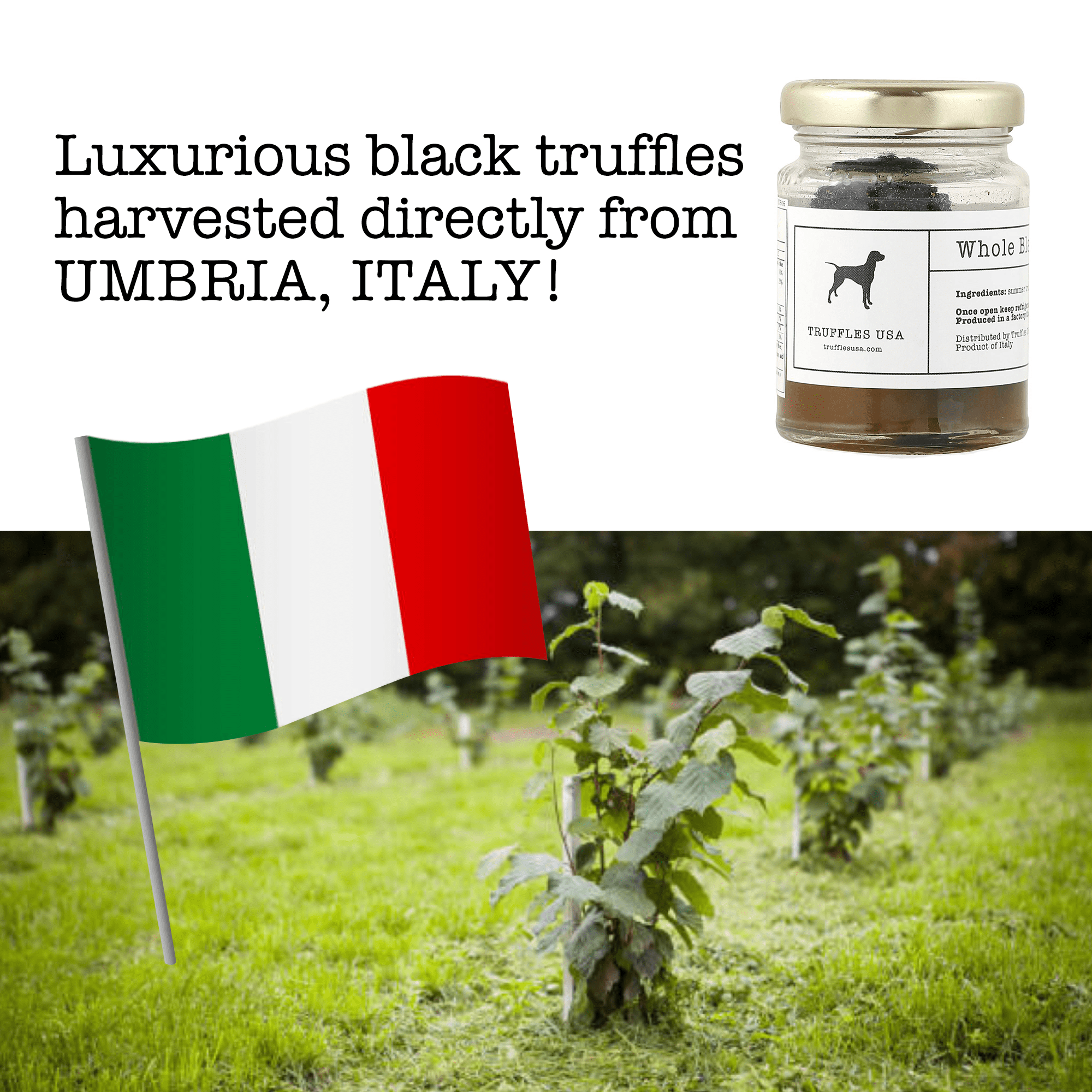 TRUFFLES USA Whole Black Truffles, Italian Truffle Seasoning,1.76 Oz.