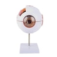 thumbnail image 5 of Anatomical Eye Model Eyeball Eyelid Model Disassemble, 5 of 5